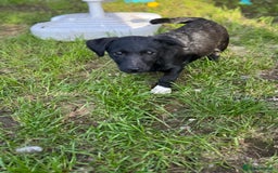Mixed Breed dogs for adoption: FINN - a Lovely little puppy boy for a Loving Home - Image 10