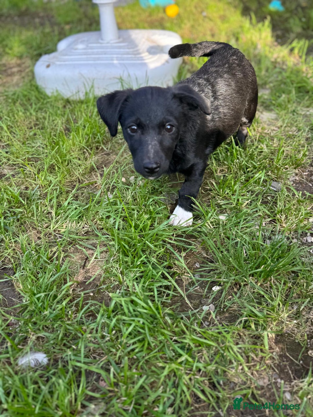 Mixed Breed dogs for adoption: FINN - a Lovely little puppy boy for a Loving Home - Image 10