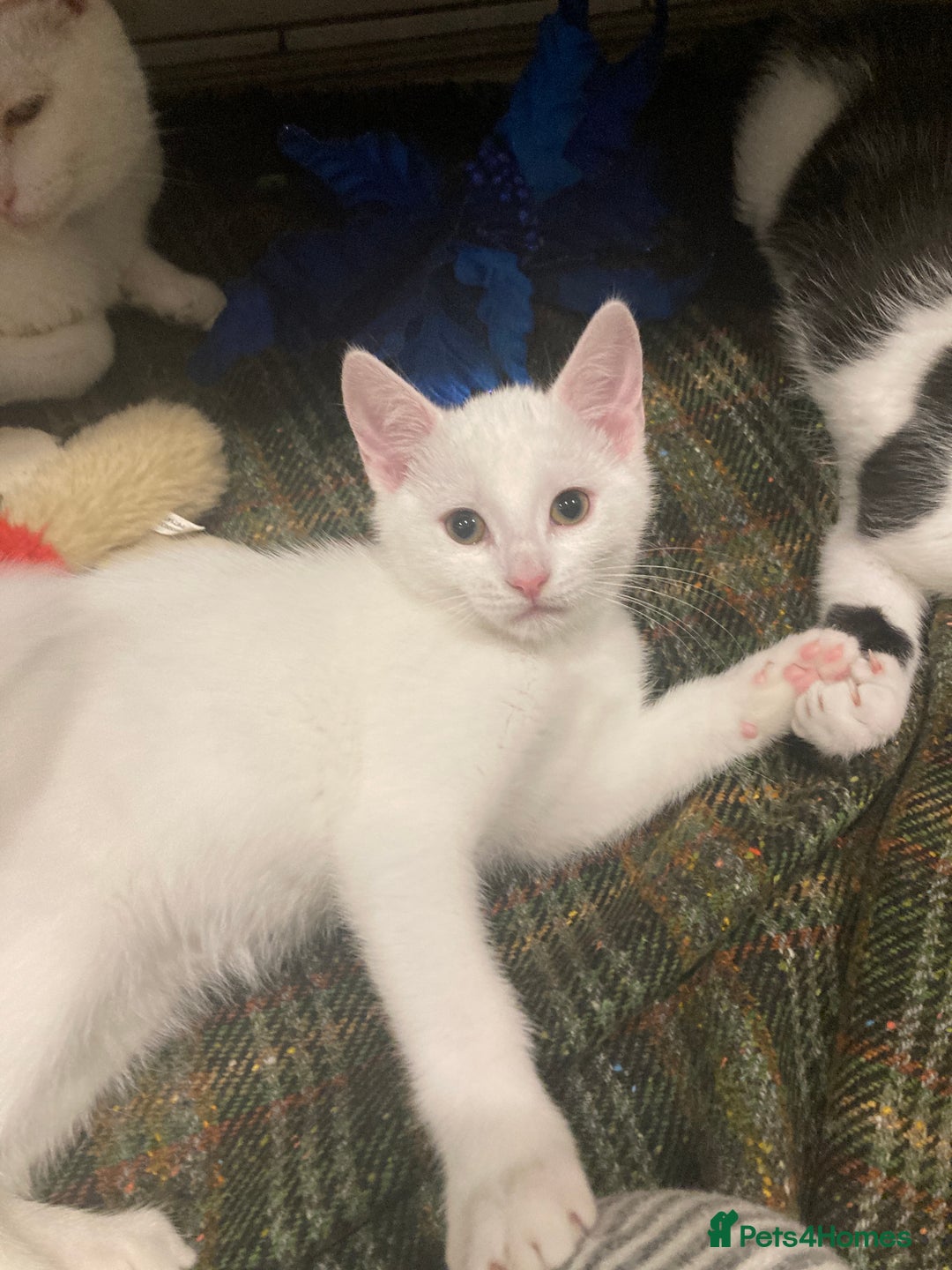 Turkish Van cats for sale: Gorgeous Turkish Van Kittens - Advert 24