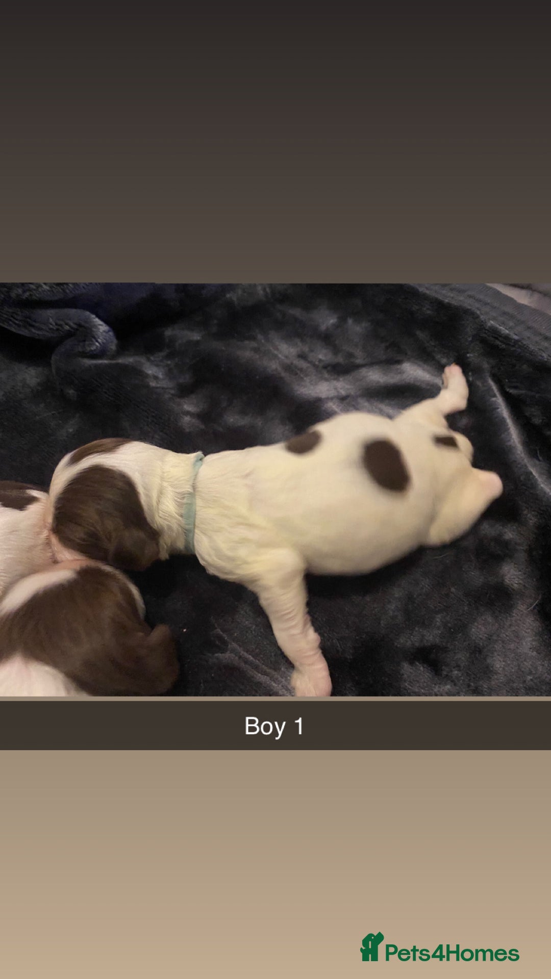 Cocker Spaniel dogs for sale: Working cocker spaniel puppies  - Advert 5