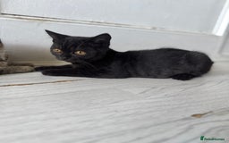 British Shorthair cats for sale: Last charming British shorthairKitten Available - Image 4