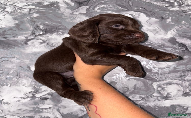Cocker Spaniel dogs - Advert 3