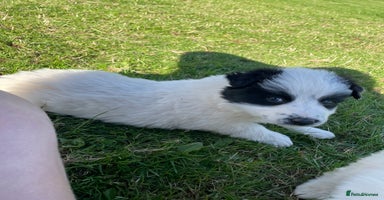 Border Collie dogs - Advert 7