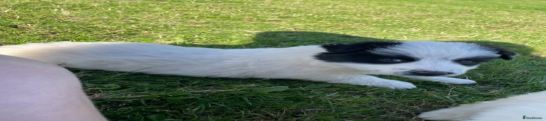 Border Collie Puppy 3