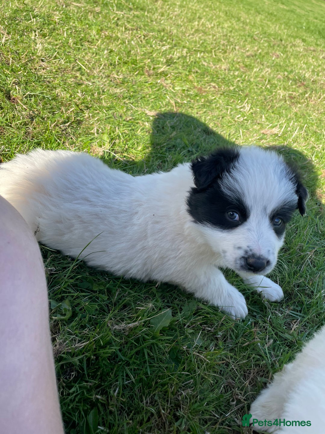 Border Collie dogs for sale: Collie Pups  - Image 3