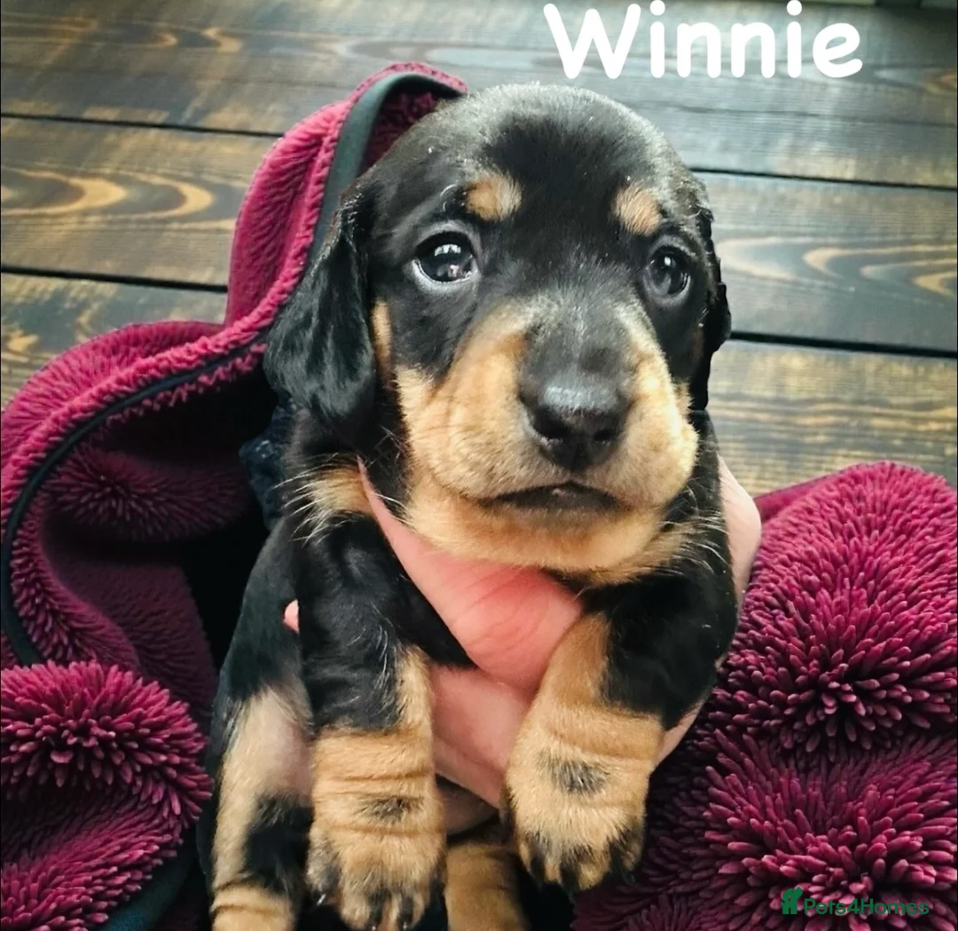 Miniature Dachshund dogs for sale: OUTSTANDING INSTAGRAM MINI DACHSHUNDS  - Advert 25