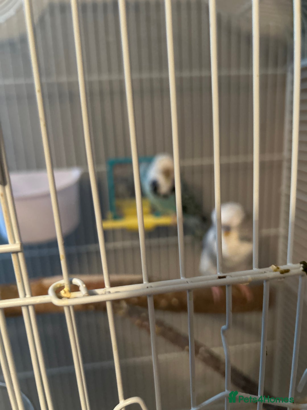 Budgerigars birds for sale: Budgies and cages  - Advert 6