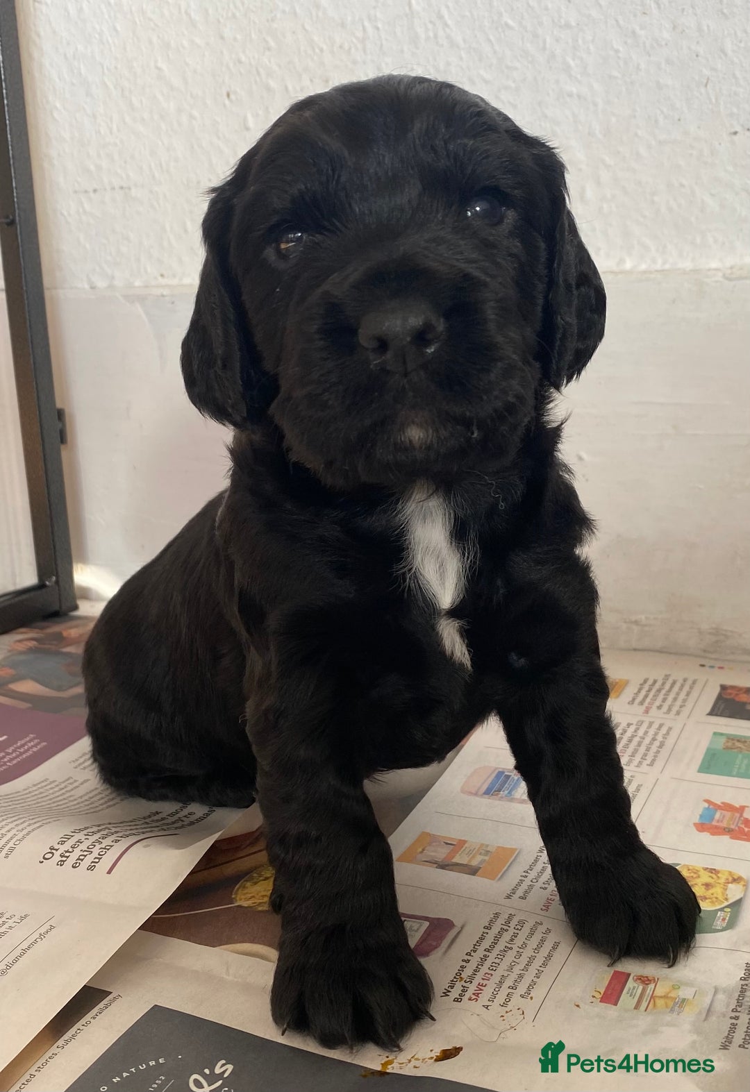 Cocker Spaniel dogs for sale: Working cocker spaniel puppies  - Advert 9