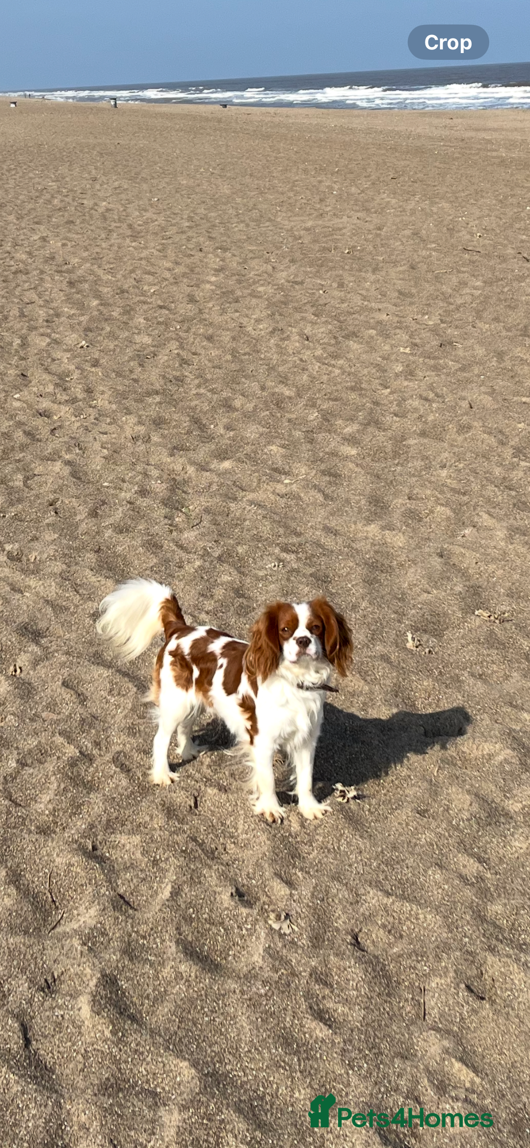 Cavalier King Charles Spaniel dogs for stud: Chocolate KC Health Tested Blenheim Stud - Advert 11