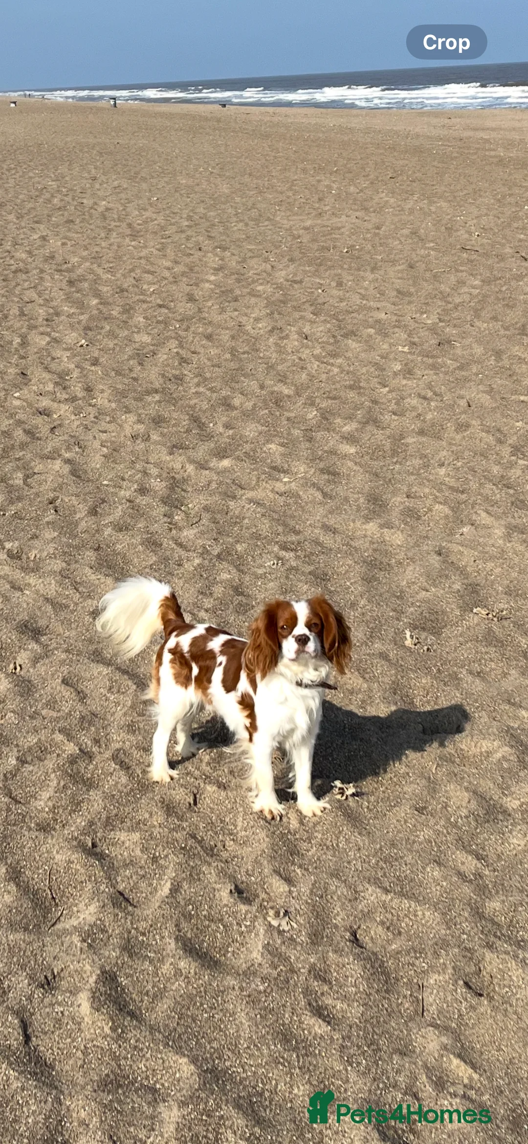 Cavalier King Charles Spaniel dogs for stud: Chocolate KC Health Tested Blenheim Stud - Advert 11