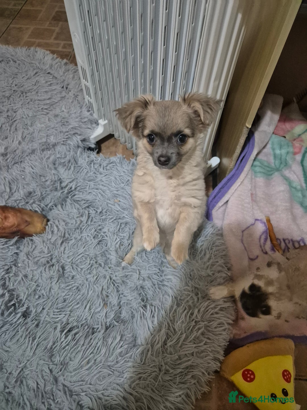 Chihuahua dogs for sale: Puppy  - Advert 7