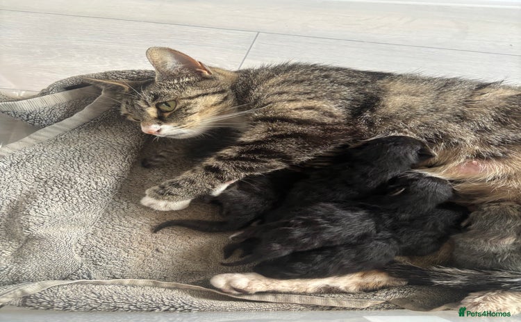 Mixed Breed cats - Advert 1