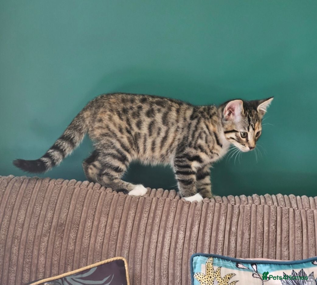 Bengal cats Female Bengal X kitten  - Advert 1
