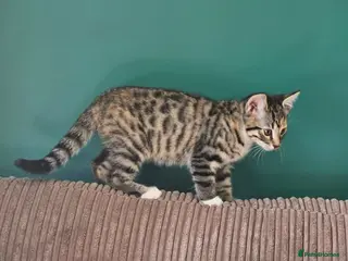 Bengal cats Female Bengal X kitten - Advert 1