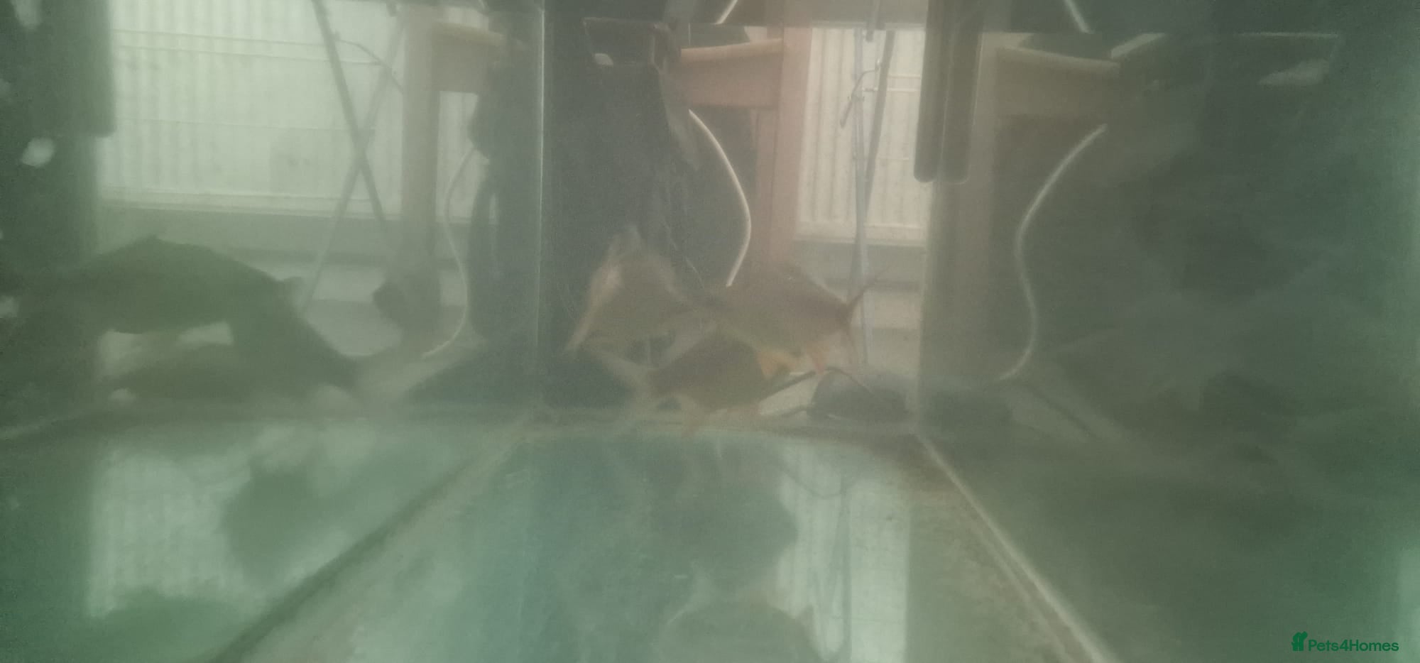 Barbs fish for sale: Ghost barbs x3 in Herne Bay - Advert 2