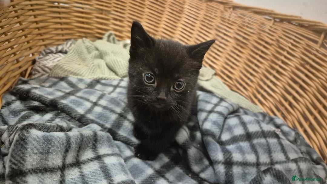 Domestic Shorthair cats for sale: 2 black and white kittens, 1 all black Female - Advert 1