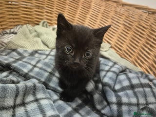 Domestic Shorthair cats 2 black and white kittens, 1 all black Female - Advert 6