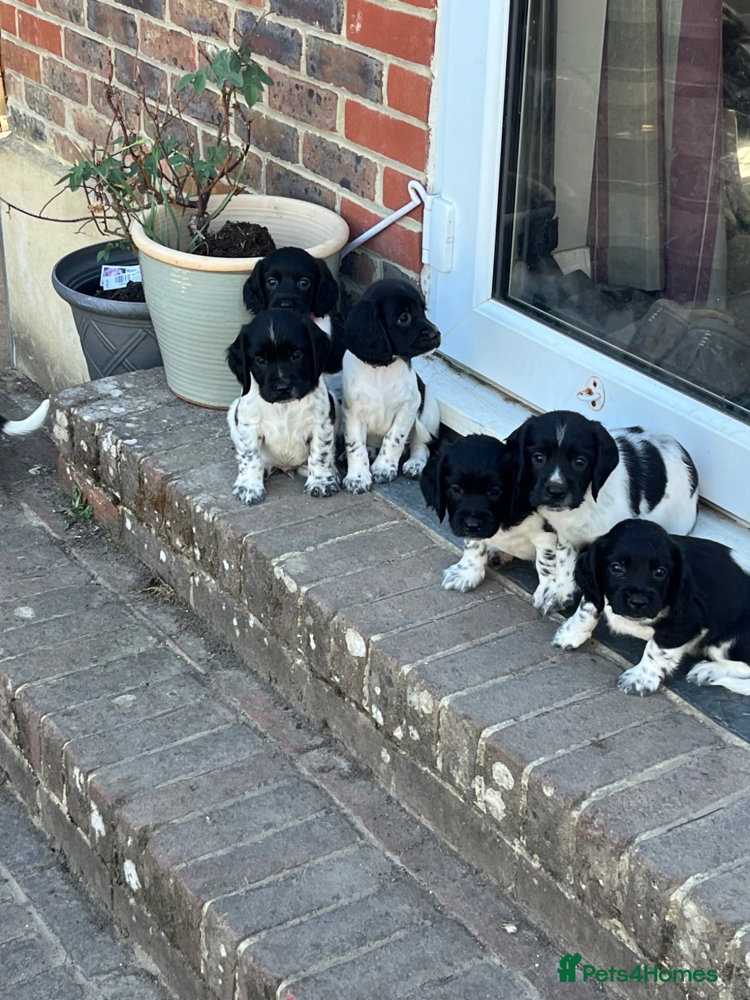 English Springer Spaniel dogs Pedigree English Springer Spaniel Pups  - Advert 6
