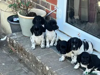 English Springer Spaniel dogs Pedigree English Springer Spaniel Pups - Advert 4