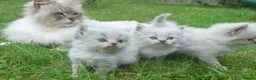 Siberian cats for sale: Exceptional TICA Pedigree Siberian kittens - Advert 7