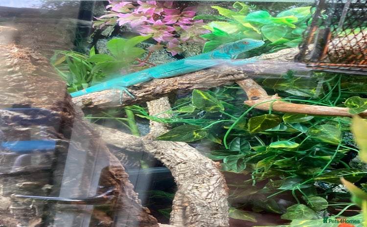 Iguana reptiles - Advert 6