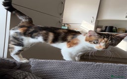 Mixed Breed cats for sale: 9 month old cat for adoption  - Image 3