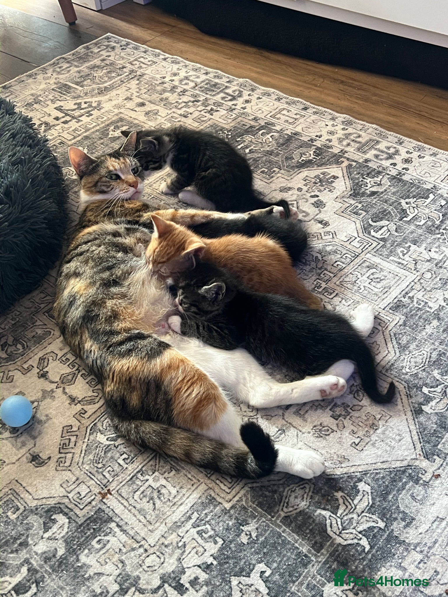 Mixed Breed cats Gorgeous kittens  - Advert 2