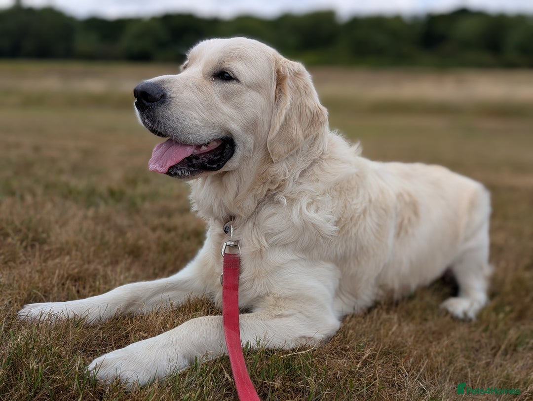 Golden Retriever dogs for stud: Golden Retriever Stud. KC Reg Champion Bloodline - Image 1