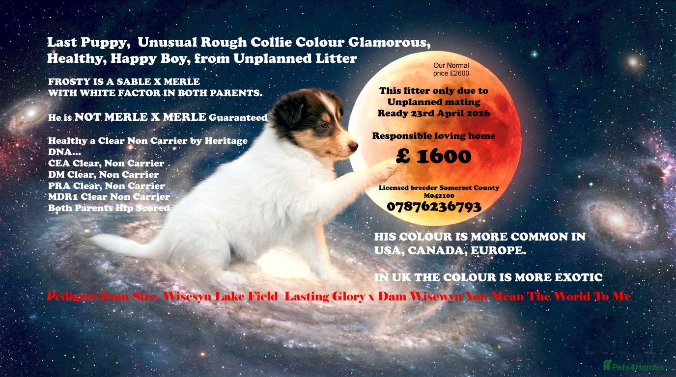 Rough Collie dogs Top Healthy Puppies, clear DNA CEA-DM-MDR1, PRA - Advert 6