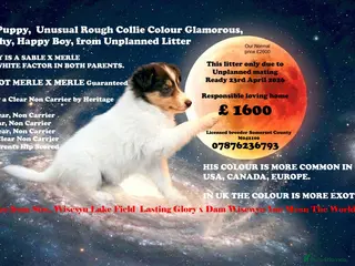 Rough Collie dogs Top Healthy Puppies, clear DNA CEA-DM-MDR1, PRA - Advert 6