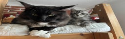 Domestic Shorthair cats for sale: Domestic shorthair x Maine Coon - Advert 4