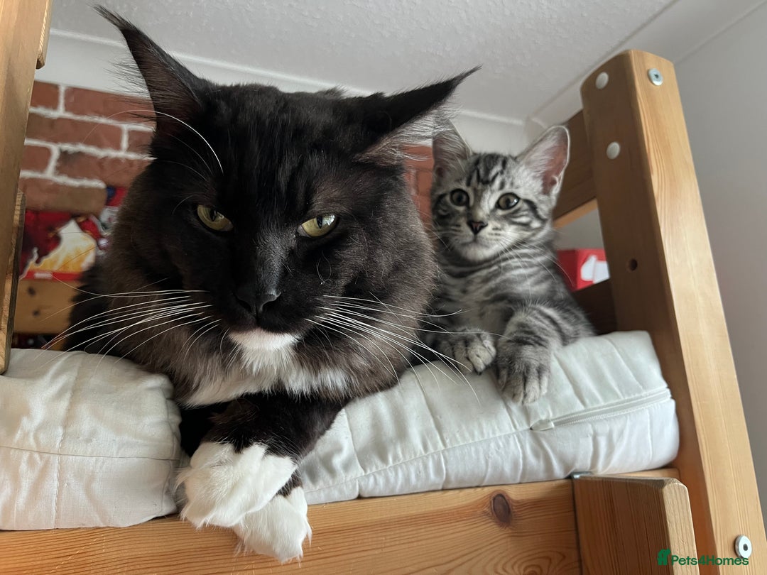 Domestic Shorthair cats for sale: Domestic shorthair x Maine Coon - Advert 4