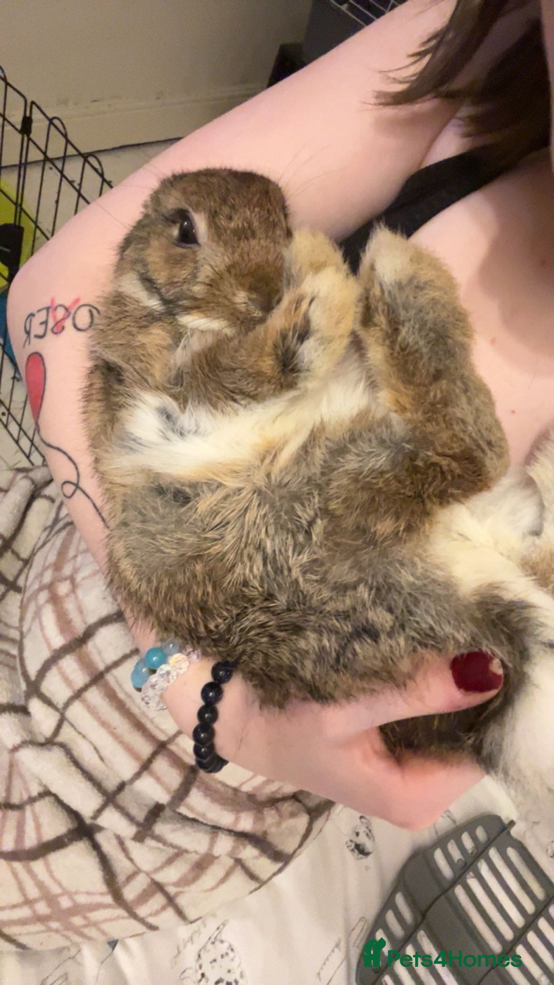 Netherland Dwarf rabbits for sale: 3 male Netherland dwarf rabbits  - Advert 2