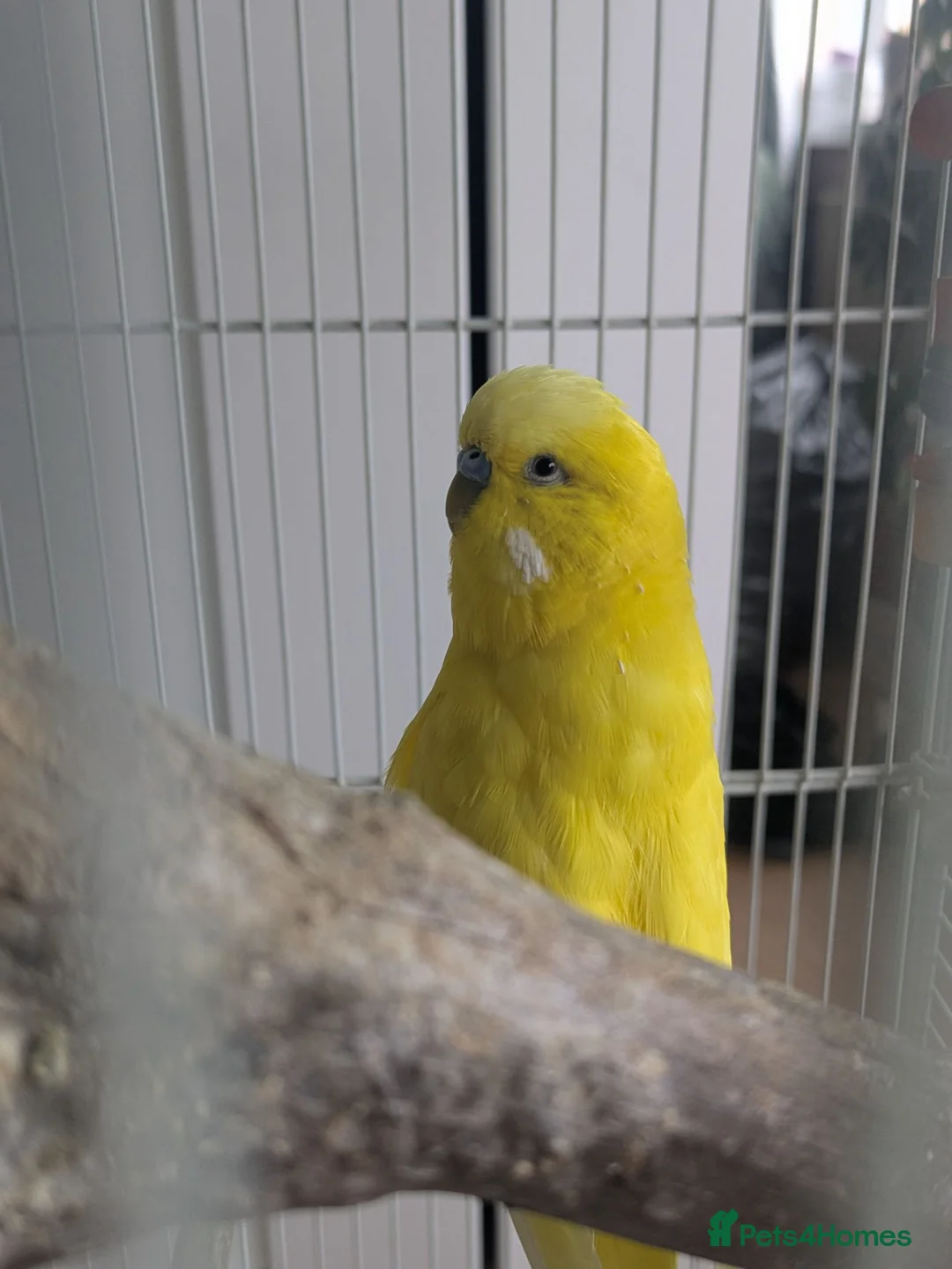 Budgerigars birds for sale: Pair of bonded male budgies  in Waterlooville - Advert 1