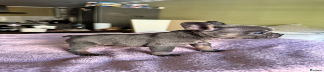 French Bulldog Puppy 1
