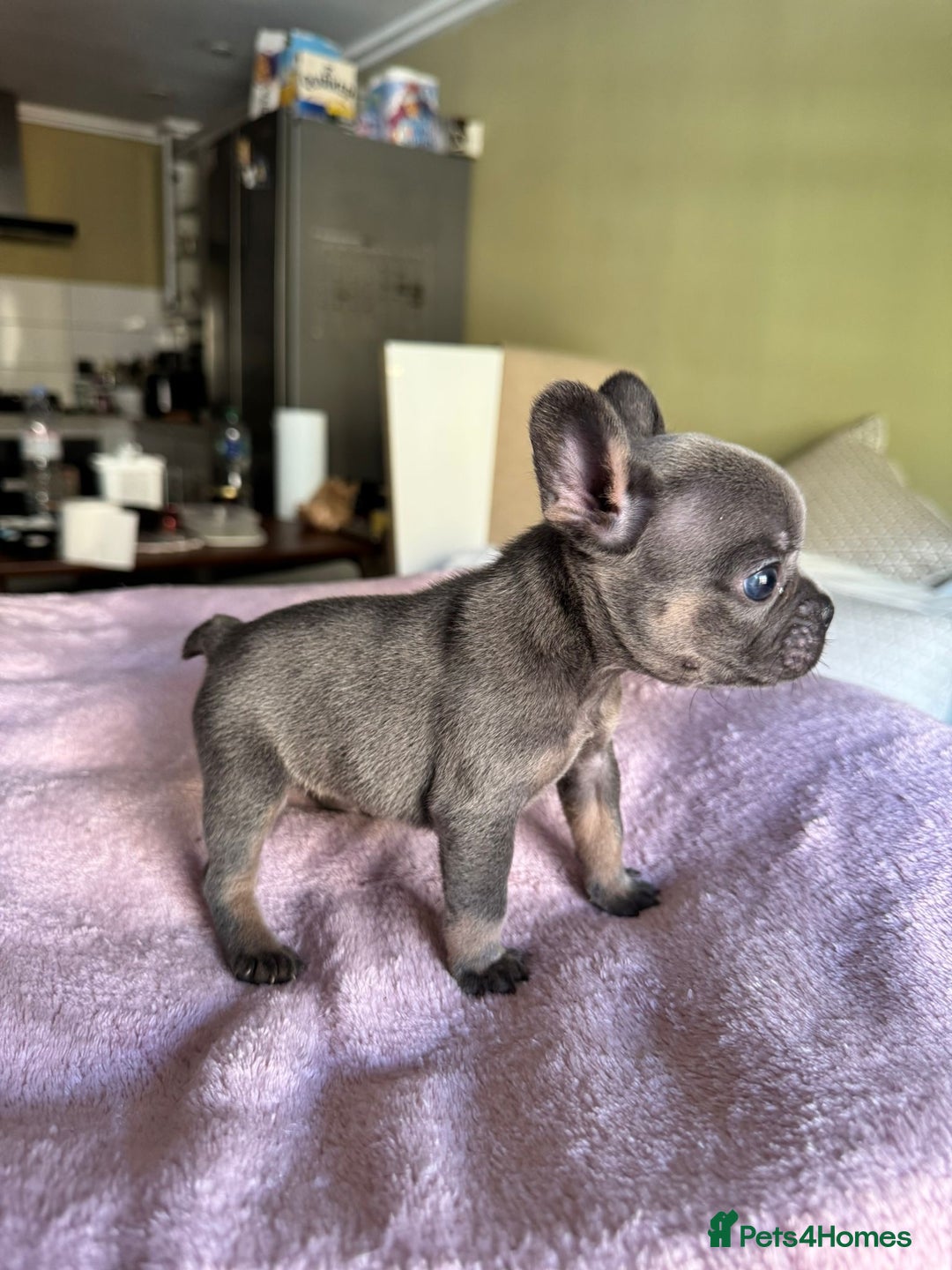 French Bulldog dogs for sale: Adorable French Bulldog Puppies in Barking - Image 2