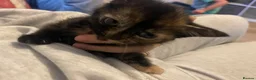 Mixed Breed cats for sale: 4 kittens  - Advert 3