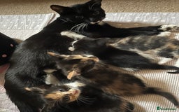 Mixed Breed cats for sale: Beautiful kittens ready for new loving homes  - Advert 25