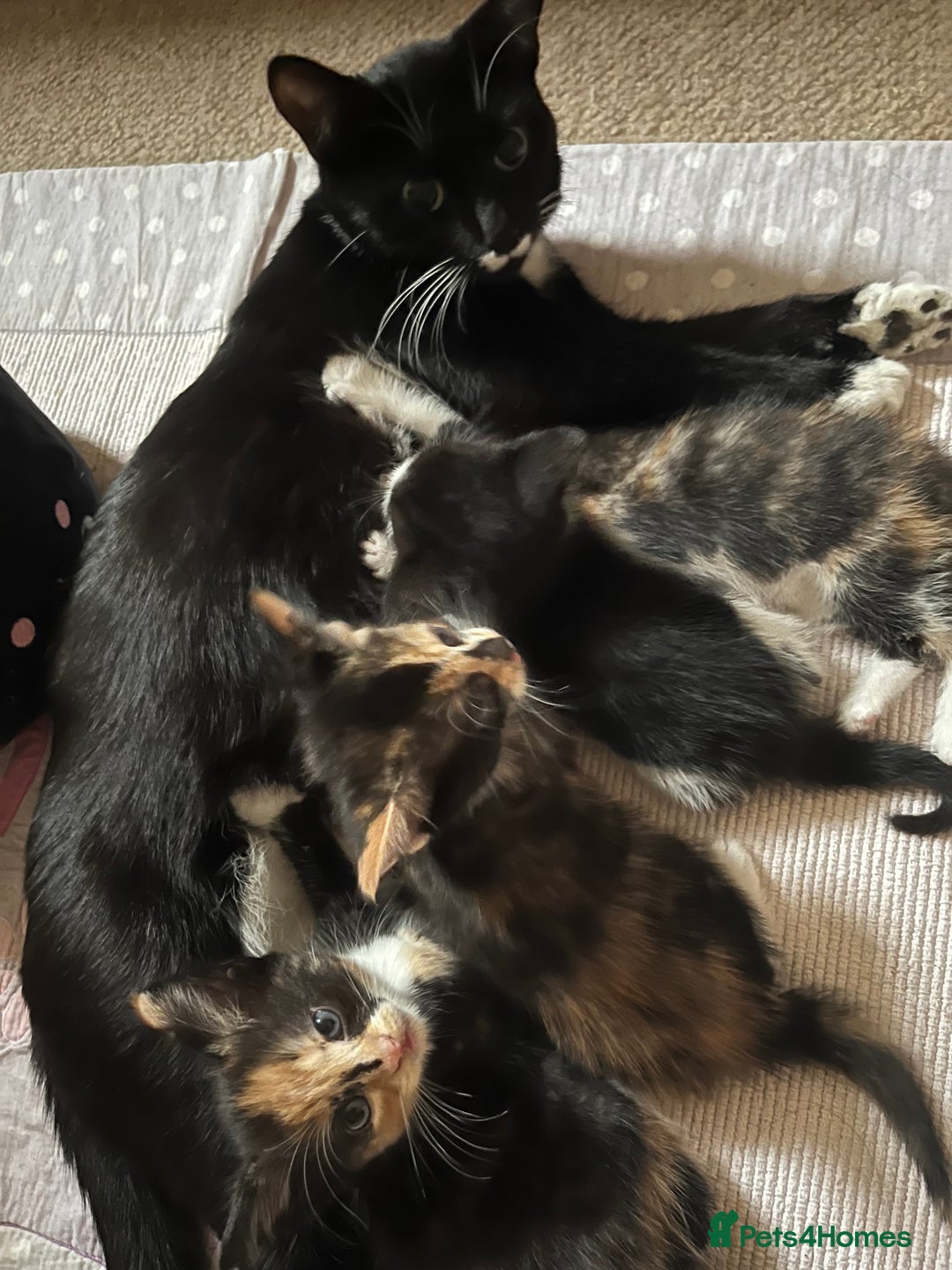 Mixed Breed cats for sale: Beautiful kittens ready for new loving homes  - Advert 25