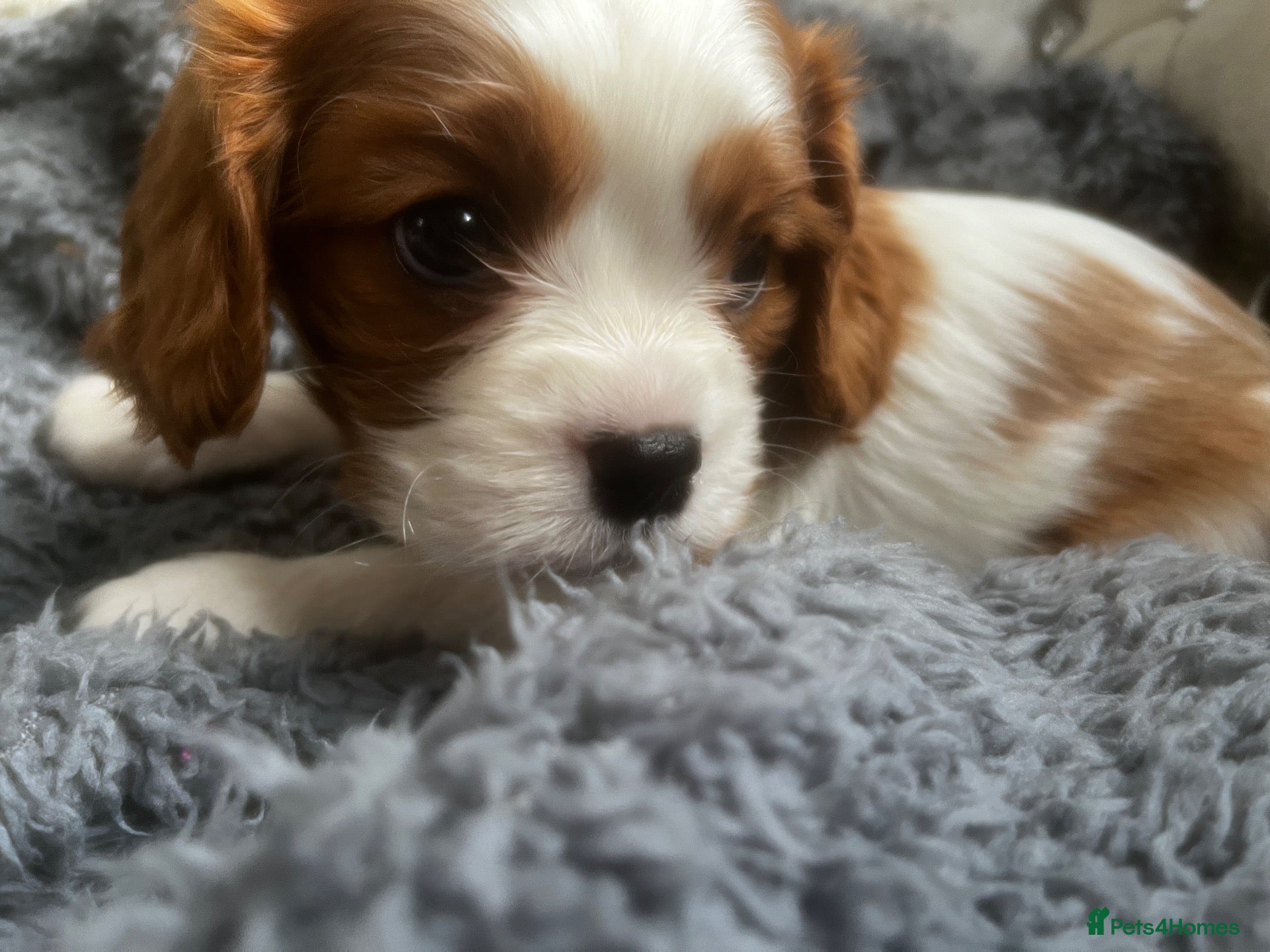 Cavalier King Charles Spaniel dogs Kc reg/ health tested Cavalier King Charles  - Advert 11