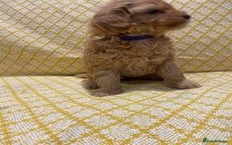 Maltipoo dogs for sale: 💖BEAUTIFUL LICENSED-BRED MALTIPOOS 💖 - Image 20