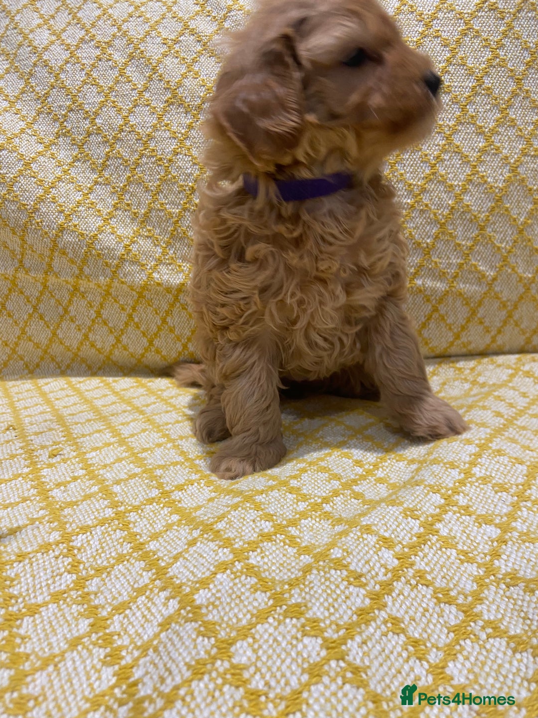 Maltipoo dogs for sale: 💖BEAUTIFUL LICENSED-BRED MALTIPOOS 💖 - Image 20