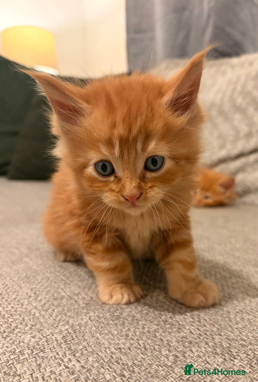 Maine Coon cats for sale: Maine coon babies 😻 - Advert 12