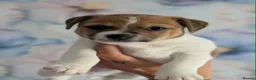 Jack Russell dogs for sale: Two jack russell boys - Advert 4