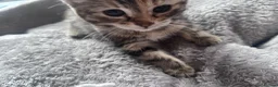 Mixed Breed cats for sale: 🐾 Stunning Turkish Angora/Bengal Kittens 🐾 - Advert 1