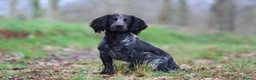 Cocker Spaniel dogs for stud: Blue Roan working cocker  - Advert 11