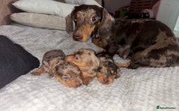 Miniature Dachshund dogs for sale: Miniature dachshund puppies  - Image 3