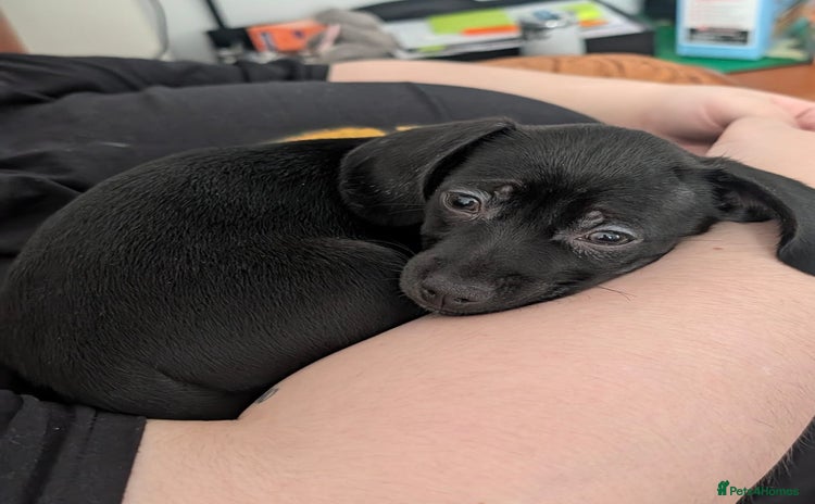 Chiweenie dogs Female Chiweenie puppy - Advert 1