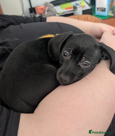 Chiweenie dogs Female Chiweenie puppy - Advert 1