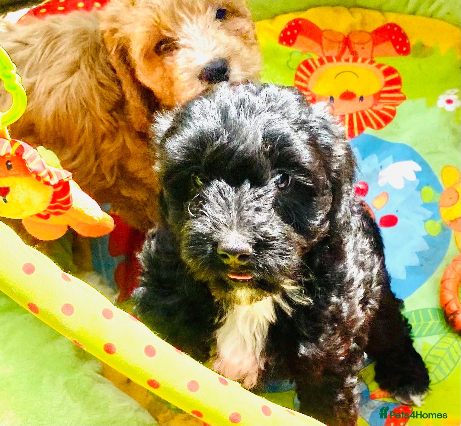 Cockapoo dogs 🌟TOY COCKAPOO ~RECOMMENDED ETHICAL BREEDER 🌟 - Advert 4
